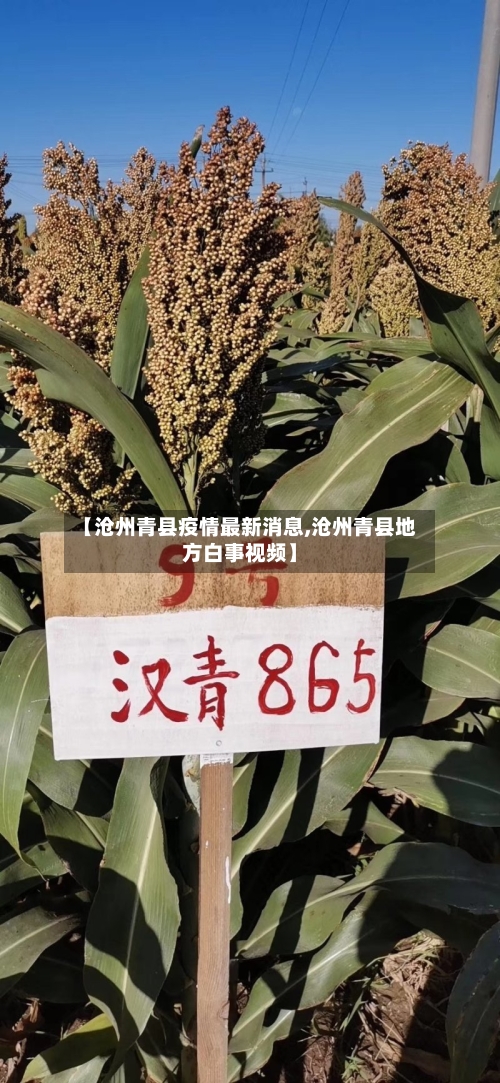 【沧州青县疫情最新消息,沧州青县地方白事视频】
