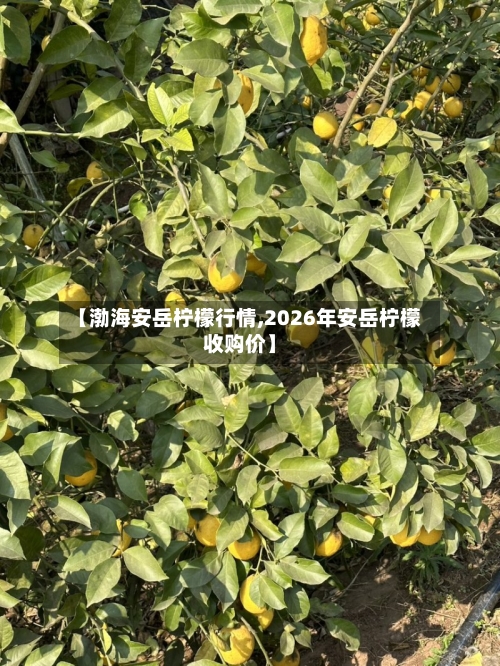 【渤海安岳柠檬行情,2026年安岳柠檬收购价】-第1张图片