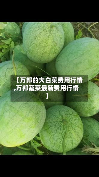 【万邦的大白菜费用行情,万邦蔬菜最新费用行情】-第2张图片