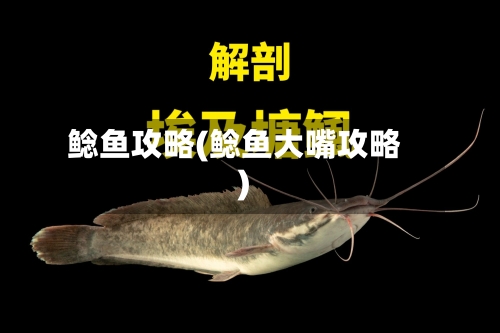 鲶鱼攻略(鲶鱼大嘴攻略)-第2张图片