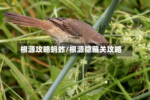 根源攻略蚂蚱/根源隐藏关攻略-第3张图片