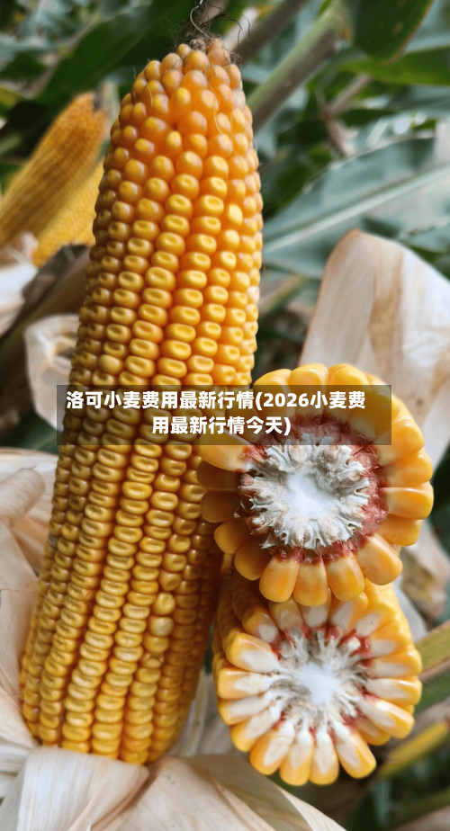 洛可小麦费用最新行情(2026小麦费用最新行情今天)