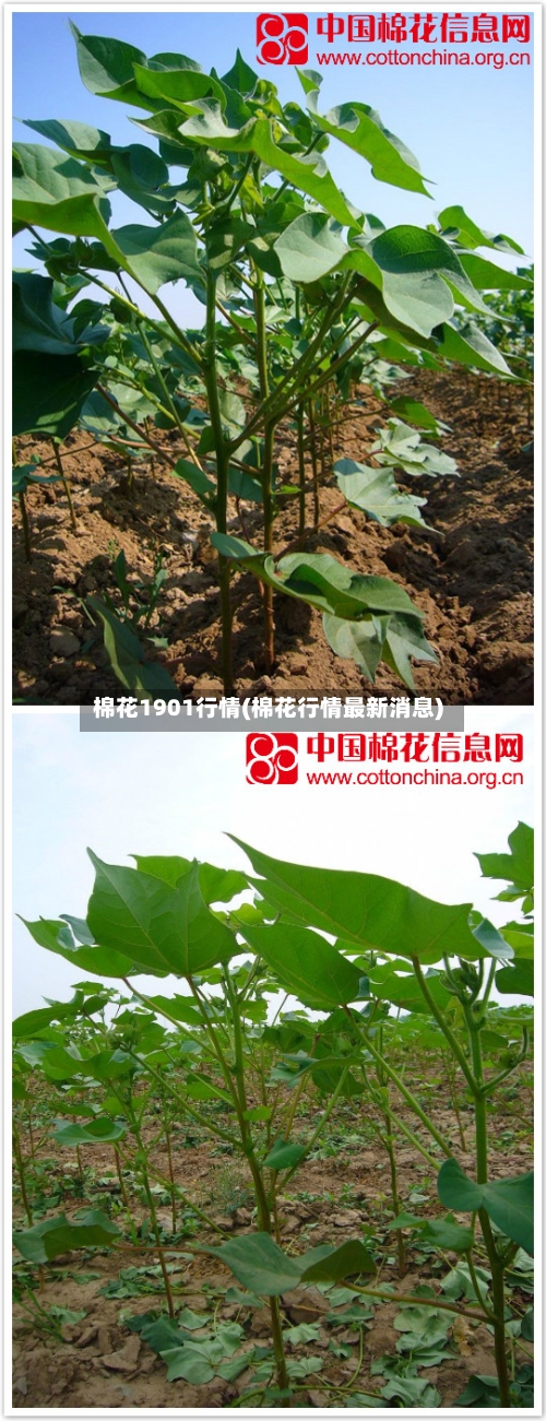 棉花1901行情(棉花行情最新消息)-第2张图片